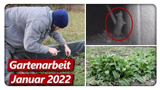 Gartenarbeit Januar  Ratte im Garten Knoblauch amp Zwiebel stecken Unkraut entfernen [upl. by Nylirehs]