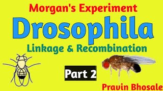 Morgans Experiment  Drosophila  Cross 2  Body colour and Wing Size  Part 2 [upl. by Ateekram97]