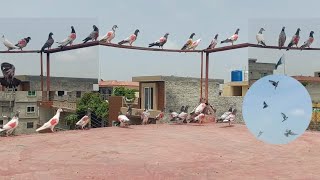 New Kabootar Ko Uraya  Parwazi Chat Hashim Mahmood Pigeons [upl. by Lorimer]