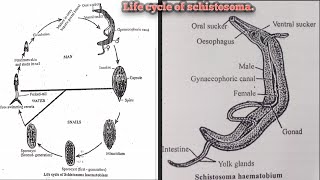 LIFE CYCLE OF SCHISTOSOMA HAEMATOBIUM ZOOLOGY [upl. by Teerprug747]