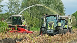 Mais Silage In The Mud  Claas Jaguar 900  Case IH  Pleizier amp Timmer  2021 [upl. by Kucik6]