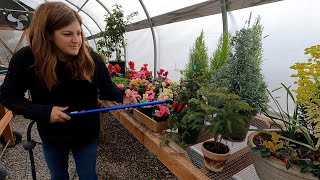 Greenhouse Tidy Up  Planting Freesias amp Finishing the Dahlias 💪🌿🙌  Garden Answer [upl. by Eibo726]