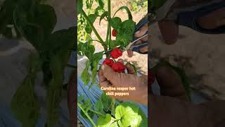 Harvesting ripe fruits of my Carolina reaper hot chili love nature farming harvest fruit chili [upl. by Jaret210]