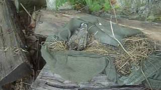 Robins nest fell out of a tree during a storm [upl. by Esinrahs]