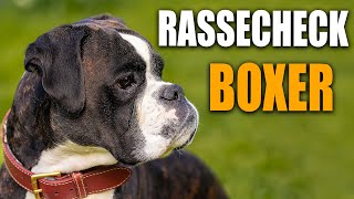 Deutscher Boxer Rassecheck  Rasseportrait Rassebeschreibung Informationen zur Hunderasse Boxer [upl. by Gent900]