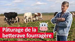 Le pâturage de la betterave fourragère présenté par Joël éleveur de vaches laitières  🐄 [upl. by Pritchard]