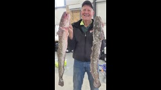 1000Dollar Burbot 2023 Flaming Gorge [upl. by Siramad]