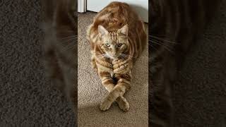 His highness is displeasedviralvideo myanimal cat cute mycat [upl. by Cowles]