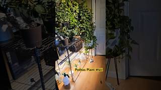 update on the pithos plant wall [upl. by Nodnorb]