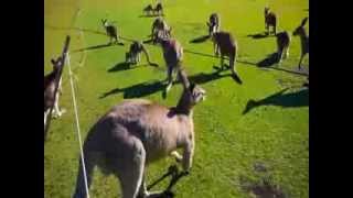 The REAL Sound of Skippy the Bush Kangaroo [upl. by Yhtomiht352]