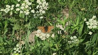 アウリニアヒョウモンモドキEuphydryas aurinia Marsh Fritillary 20240627 Lac dEstenc France [upl. by Odragde386]