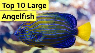 Top 10 Large Angelfish For A Saltwater Aquarium  The Prestige Reef Dork Show [upl. by Nad]