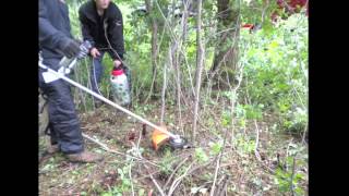 Invasive Buckthorn Removal Timelapse Removing Buckthorn Trees amp Bushes in Minnesota [upl. by Richardo]