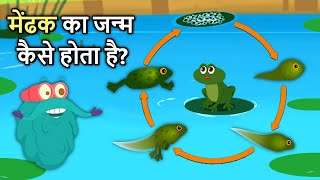 मेंढक का जीवन चक्र  Life Cycle Of A Frog In Hindi  Frog Life Cycle  Binocs Ki Duniya [upl. by Scott]