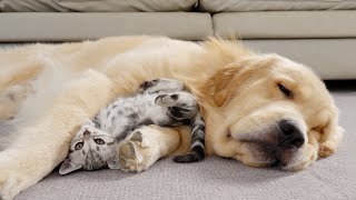 Kitten Raised By Golden Retrievers Starts Acting Like A Puppy [upl. by Ever]