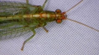 microscope video common green lacewing closeup  Nahaufnahme einer Florfliege [upl. by Tynan72]