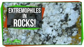 Tiny Extremophiles Living in Rocks [upl. by Adaran579]