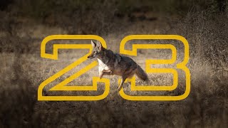 Suppressed Coyote Hunting compilation  23 Coyotes in 4k [upl. by Berlin]