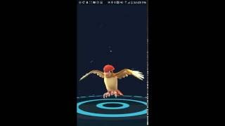 Evolve Pidgey to Level Up Fast in Pokémon GO [upl. by Aldwon]