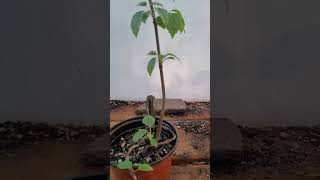 Big Cut Arrowwood Viburnum new bonsai garden spring trending vibes shorts love viral [upl. by Rives]