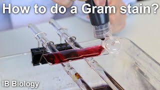 How to Do a Gram Stain  Biology Lab Techniques [upl. by Ahtaga180]