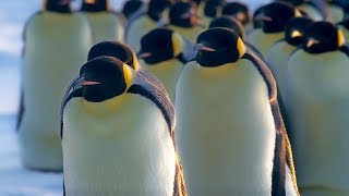 How Does Huddling Help Penguins Stay Warm  BBC Earth [upl. by Llesram]