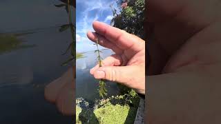 Invasive Aquatic Plant ID hydrilla [upl. by Leinahtan902]