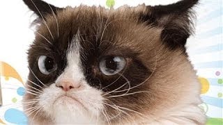 Happy 2nd Birthday Grumpy Cat [upl. by Gyasi]