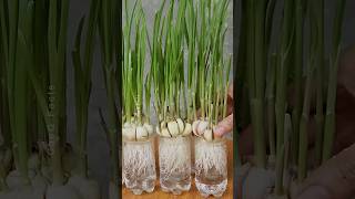 How to Grow Garlic at Home Using Plastic Bottles plants shorts farming [upl. by Enilrae]