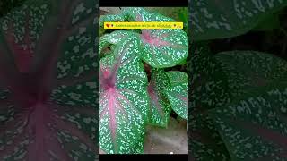 Caladium Cladiumமனம் மயக்கும் மலர்flowers gardening musicsong tricks shots [upl. by Anairda925]