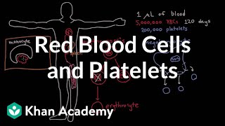 The life and times of RBCs and platelets [upl. by Lynna]