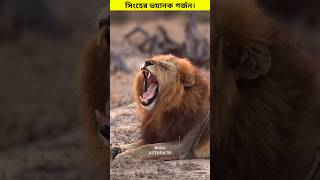 সিংহের আসল ডাক। 😳 shorts lion eagle roar [upl. by Nirra]