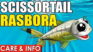 Scissortail Rasbora  Scissortail Rasbora Care Guide  How To Care For Scissortail Fish [upl. by Leen]