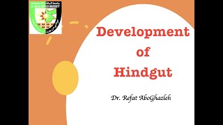 Development of Hindgut [upl. by Fanchie]