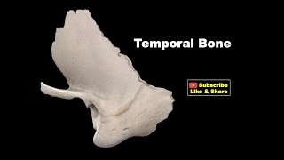 Osteology of Head amp Neck  Temporal Bone Anatomy mbbs bds education [upl. by Learrsi]