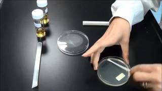 Antibiotic Sensitivity testing [upl. by Francesca]