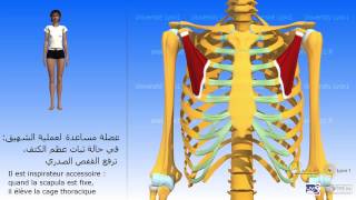 Le petit pectoral العضلة الصّدرية الصّغرى [upl. by Melmon]