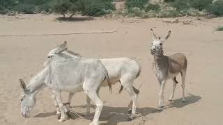 Donkey in jungle enjoy lifeonedirectionchannel [upl. by Constantina]