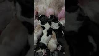 Newborn Basset Hound puppies feeding time [upl. by Eisyak]