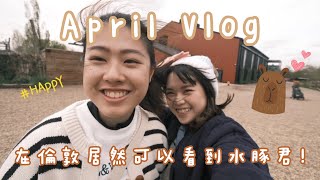 倫敦vlog 7 ▶ 四月🌻｜初嘗英國麥記早餐🥞｜水豚君本尊真的很可愛🤍｜第一次整Sunday Roast🥩 [upl. by Mycah]