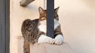 Try Not To Laugh Funny Cats and Dogs Videos 2024🤣 New Funny Animals Video [upl. by Nnyluqcaj593]