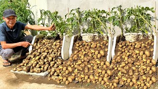 Never Have To Buy Potatoes Again Heres How I Grow Potatoes Without Doing Anything [upl. by Aretina598]