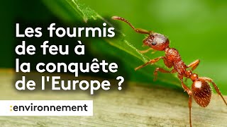 Pourquoi la prolifération des fourmis de feu en Europe est inquiétante [upl. by Tali]