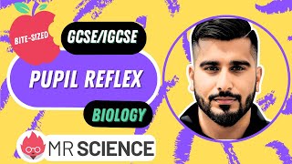 Pupil Reflex  The Eye  Bitesized  GCSE  IGCSE Biology  Mr Science in 8K [upl. by Kcirreg]