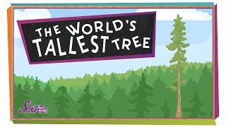 Why the Worlds Tallest Tree is Kept Hidden [upl. by Neeham]