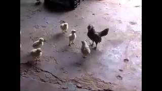 Pelea de pollito como un gallo [upl. by Animor]