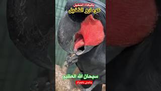 بغبغاء النخيلPalmiye papağanı parrot Parrot of the palm treeبغبغاءاكسبلورהכוכב now now [upl. by Trilbie50]