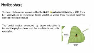 rhizosphere and phyllosphere [upl. by Aihsoem]