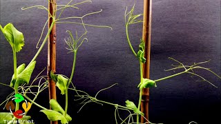 384 Days in 8 Minutes  TOP 8 Plant Growing Timelapses [upl. by Glass]