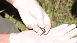 Keeping an eye on Northern Corroboree Frogs in the wild [upl. by Ateekahs601]